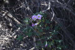 Oxalis comosa
