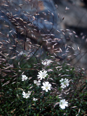 Cerastium morrisonense