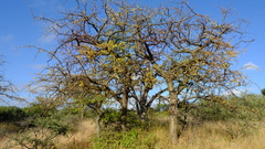 Commiphora pyracanthoides