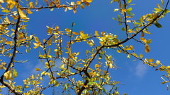 Commiphora pyracanthoides