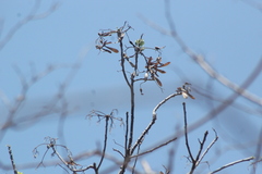 Gyrocarpus mocinoi