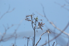 Gyrocarpus mocinoi