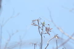 Gyrocarpus mocinoi