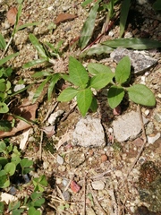 Euphorbia heterophylla