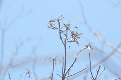 Gyrocarpus mocinoi