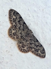 Idaea contiguaria