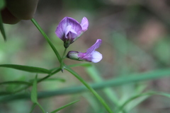 Vicia sepium