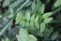 Vicia sepium
