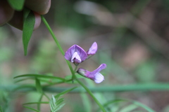 Vicia sepium
