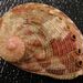 Reddish-rayed Abalone - Photo Jan Delsing, no known copyright restrictions (public domain)