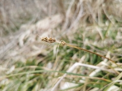 Carex otrubae