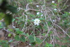 Lantana canescens