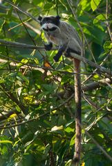Saguinus imperator imperator
