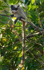 Saguinus imperator imperator