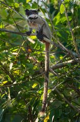 Saguinus imperator imperator