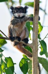 Saguinus imperator imperator