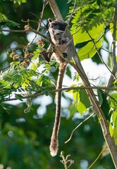 Saguinus imperator imperator