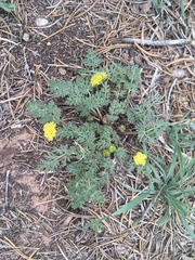 Cymopterus glomeratus fendleri