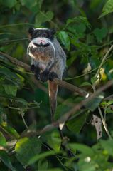 Saguinus imperator imperator