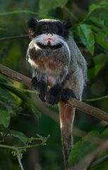 Saguinus imperator imperator