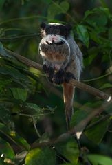 Saguinus imperator imperator