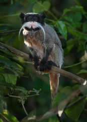 Saguinus imperator imperator