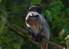 Saguinus imperator imperator