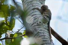 Cebuella niveiventris