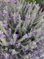 Leucophyllum frutescens