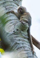 Cebuella niveiventris