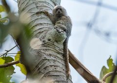 Cebuella niveiventris