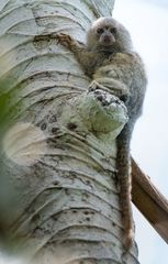 Cebuella niveiventris