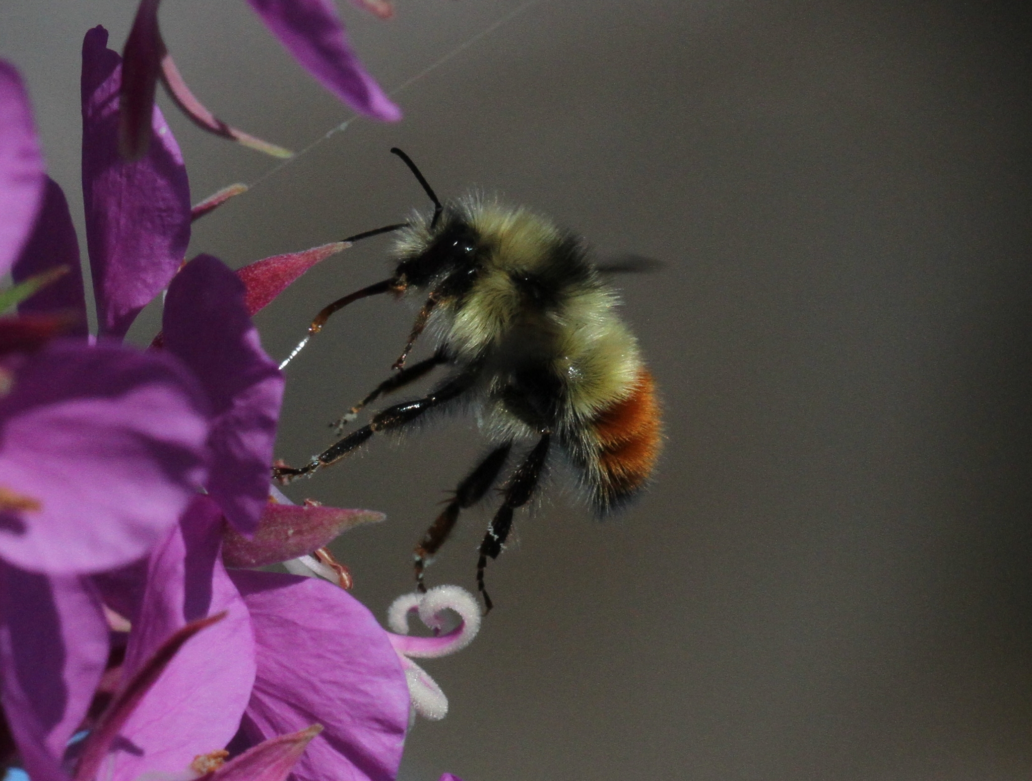 Bombus flavifrons - Wikipedia