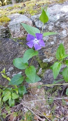 Vinca major