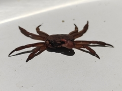 Glyptograpsus impressus