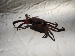 Glyptograpsus impressus