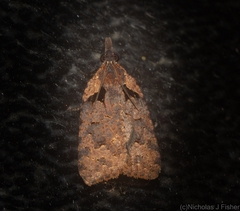 Xenothictis sciaphila