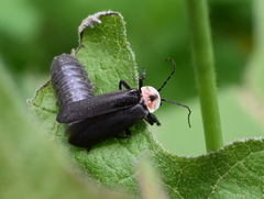 Discodon plicatum