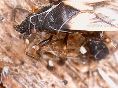 Metopoplax ditomoides