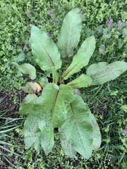 Rumex obtusifolius