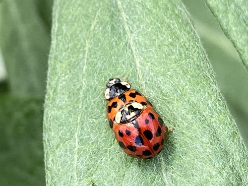 iNaturalist observation photo of Asian Lady Beetle