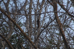 Xiphorhynchus flavigaster