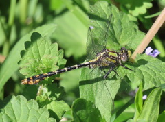 Ophiogomphus susbehcha