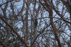 Xiphorhynchus flavigaster