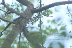 Achatocarpus nigricans