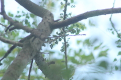 Achatocarpus nigricans