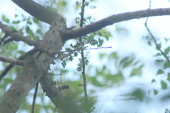 Achatocarpus nigricans