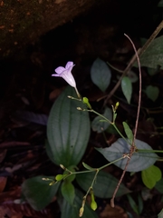 Ruellia pittieri
