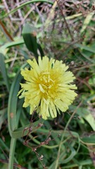 Urospermum dalechampii