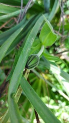 Urospermum dalechampii